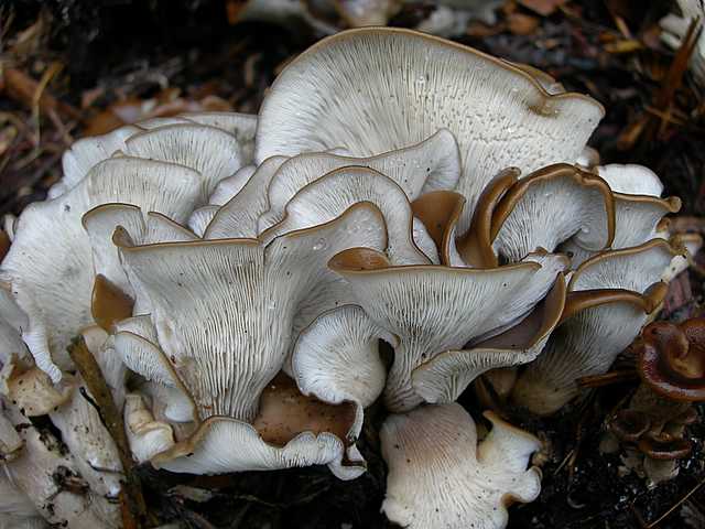 2005 :  Un anno di funghi